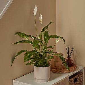 Planta Crinul Pacii, ghiveci inclus, D12, alb