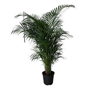 Planta Butterfly Palm, ghiveci inclus, D24, verde