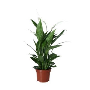 Planta Crinul Pacii VERVE, ghiveci inclus, D17, alb