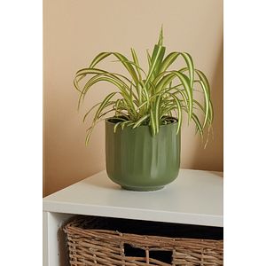 Planta Spider VERVE, ghiveci inclus, D12, verde