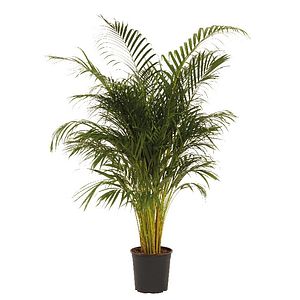 Planta de interior Areca Palm Butterfly, D27 cm, H150 cm