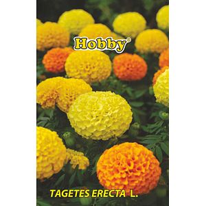 Seminte Craite Urias HOBBY, galben