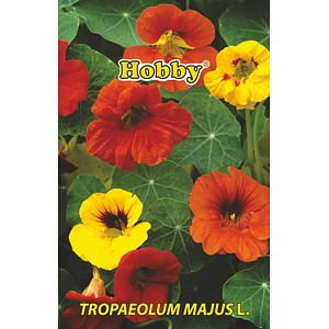 Seminte Condurul Doamnei HOBBY, multicolor