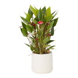 Planta Anthurium VERVE, ghiveci inclus, D12, rosu