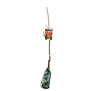 Cais Fasonat H120Cm