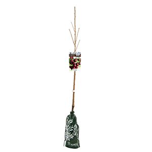 Cires Fasonat H120Cm