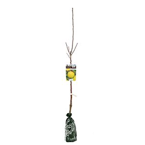 Mar Fasonat H120Cm