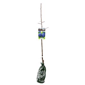 Prun Fasonat H120Cm