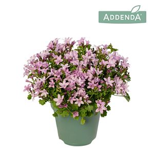 Campanula Ambella Roz D12Cm