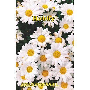 Seminte Banutei HOBBY, alb
