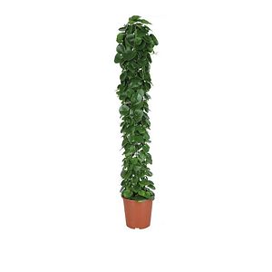 Planta Cissus Rotundifolia, ghiveci inclus, D27, verde