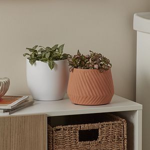 Planta de interior Fittonia, mix, diametru 12 cm, inaltime 17 cm