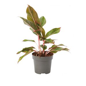 Planta Mix Aglaonema VERVE, ghiveci inclus, D12, verde
