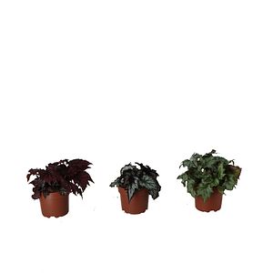 Planta Mix Begonia Beleaf, ghiveci inclus, D12, diverse culori