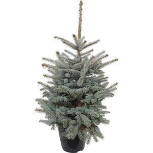 Brad natural crescut in ghiveci, Baby Blue, 80 - 100 cm
