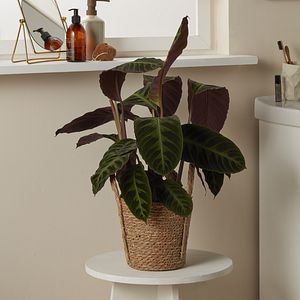 Planta Calathea, ghiveci inclus, D19, verde