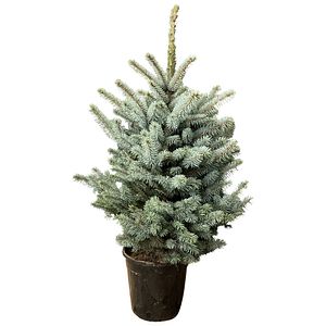 Brad natural crescut in ghiveci, Super Blue, 80 - 100 cm
