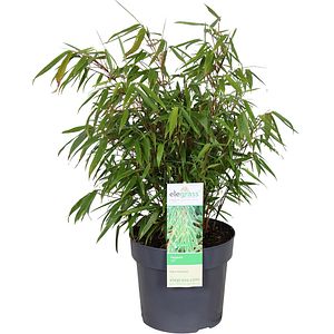Bambus - Fargesia Rufa, D 19 cm, H 70 cm
