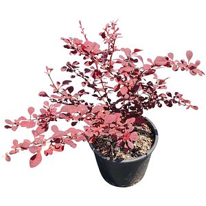 Arbust Ornamental Berberis, D 18 cm, H 35 cm