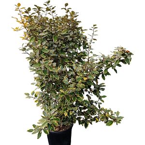 Elaeagnus Ebbingei Vivileg, D 30 cm, H 120 cm
