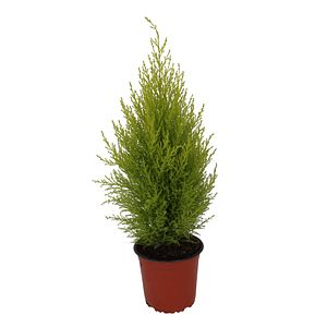 Tuia in ghiveci, H 50-65 cm