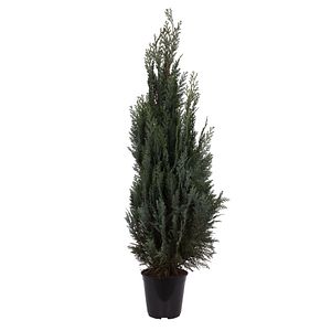 Chiparos Chamaecyparis Columnaris in ghiveci, H 100-120 cm