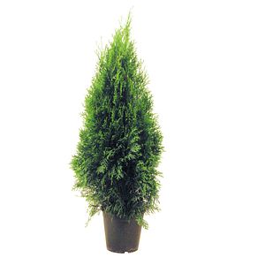 Tuia Smaragd in ghiveci, H 80-100 cm