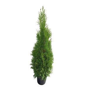 Tuia Smaragd in ghiveci, H 120-140 cm