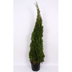 Tuia Smaragd in ghiveci, H 140-160 cm