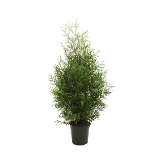 Tuia Occidentalis Brabant in ghiveci, H 100-120 cm