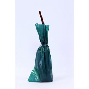 Zmeura cu radacini invelite, 30-40 cm