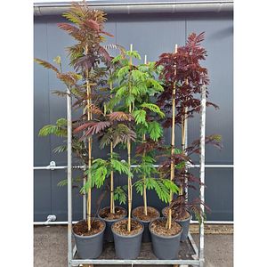 Albizia Julibrissin, D 35 cm, H 200 cm