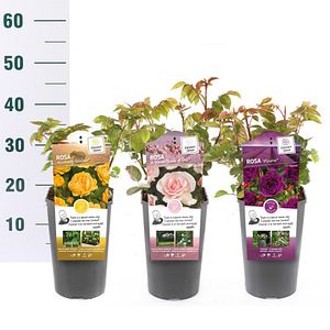 Trandafir Scented (Rosa Scented), D19 cm, H15 cm