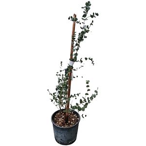 Eucalyptus Gunnii, H 50 cm