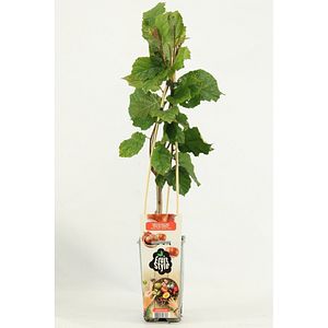 Alun (Corylus avellana), 50 cm