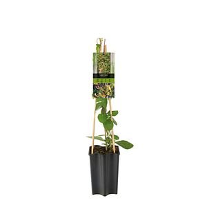 Mana Maicii Domnului, in ghiveci