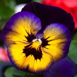 Panseluta asortata (Viola x wittrockiana), D 10.5 cm, H 15-25 cm