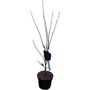 Acer Palmatum Twombly's Red Sentinel, H 1 m