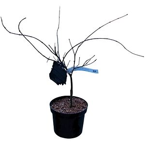 Acer Palmatum Firecracker, H 70 cm