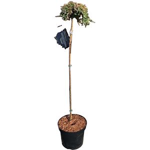 Juniperus Horizontalis Golden Carpet, H 1 m
