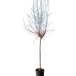 Rodiu (Punica granatum), D24 cm, H 150 cm