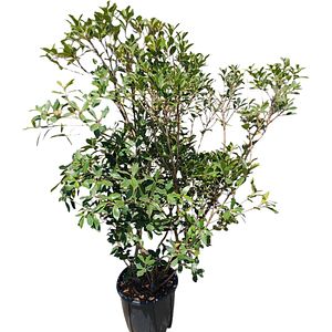 Osmanthus cu frunze de ilice (Osmanthus ilicifolius), H 150 cm