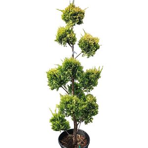 Chiparos Gold Rider (Cupressus Goldrider Pon Pon), H 140 cm