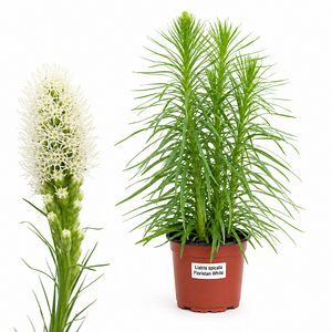 Liatris Floristan White, H 55 cm