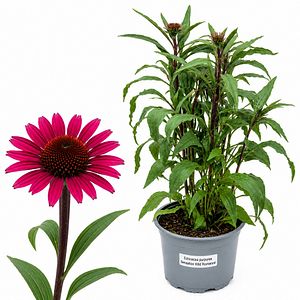 Echinacea Sensation Wild Romance, H 45 cm