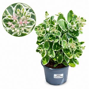 Iarba grasa (Sedum Seduction La Vie En Rose), H 35 cm