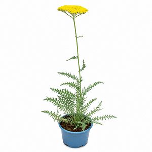 Coada-soricelului (Achillea Coronation Gold), H 45 cm