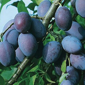 Pom fructifer, prun