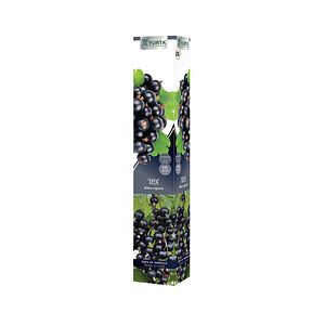 Arbust fructifier, butas coacaz, coaja neagra