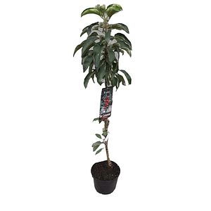 Pom fructifer columnar